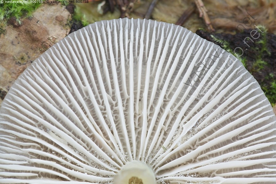 Kuva Poimuhiippo Mycena Galericulata Poimuhiippo Hiippo Hiipot kuva-poimuhiippo-mycena-galericulata-poimuhiippo-hiippo-hiipot