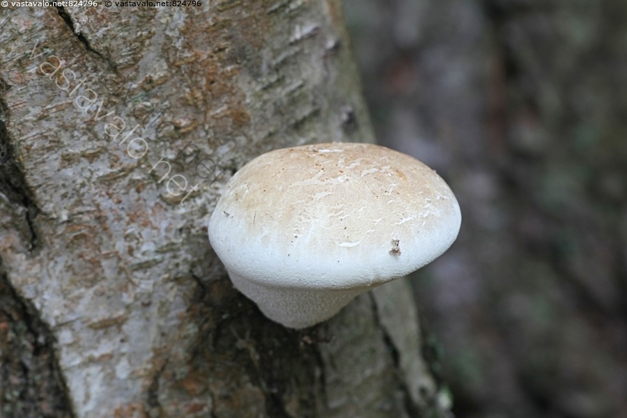 kuva-piptoporus-betulinus-p-kkel-k-p-k-p-k-v-t-p-kkel-k-p