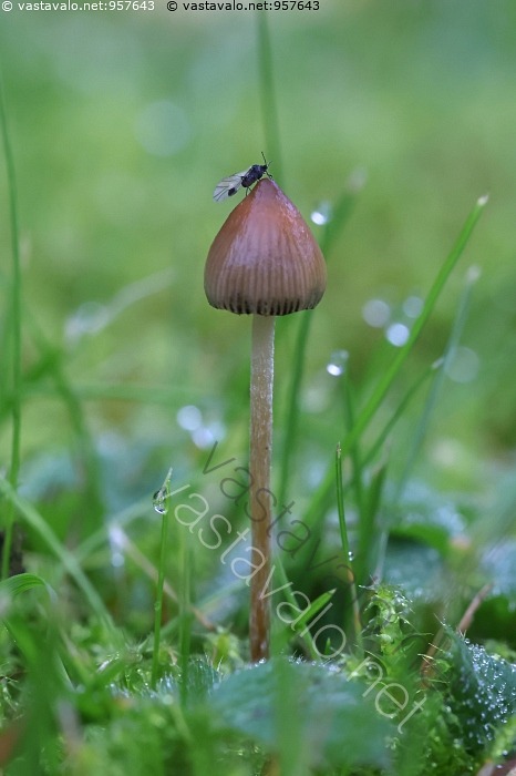 Kuva Psilocybe Semilanceata Suippumadonlakki Eli Silokki kuva-psilocybe-semilanceata-suippumadonlakki-eli-silokki