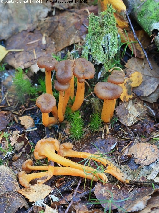 Kuva Rustonupikka Leotia Lubrica Nupikka Sieni Sienet Rustonupikka kuva-rustonupikka-leotia-lubrica-nupikka-sieni-sienet-rustonupikka