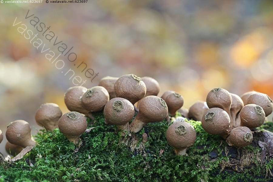 kuva-ryhm-tuhkelo-lycoperdon-pyriforme-tuhkelo-tuhkelot-sienet