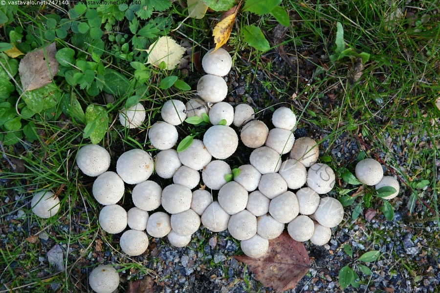 kuva-ryhm-tuhkelo-tuhkelo-tuhkelot-sienet-sieni-sienisato-kaunis