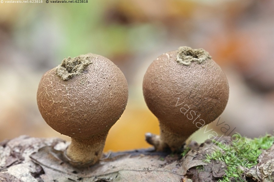 kuva-ryhm-tuhkelo-lycoperdon-pyriforme-tuhkelo-tuhkelot-sienet