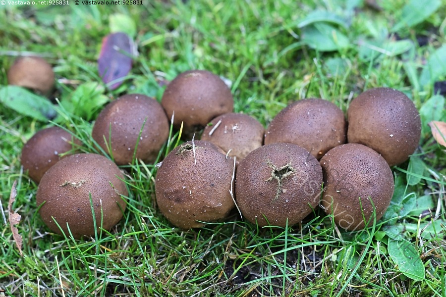 kuva-ryhm-tuhkelo-apioperdon-pyriforme-ryhm-tuhkelo-apioperdon