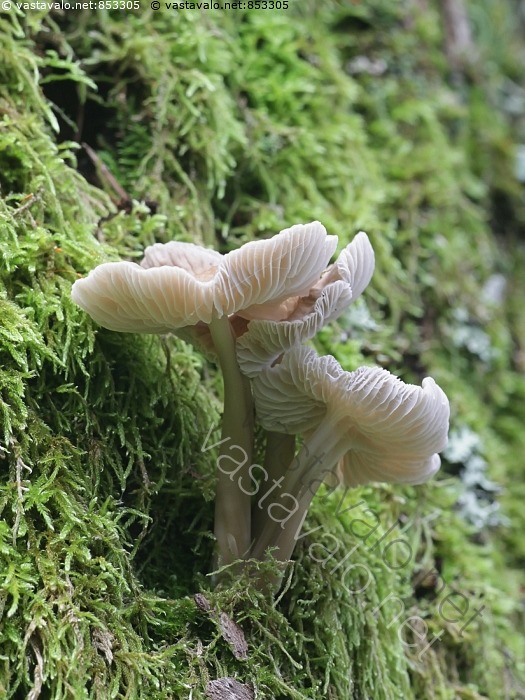 Kuva Mycena Galericulata Poimuhiippo Poimuhiippo Hiippo Hiipot kuva-mycena-galericulata-poimuhiippo-poimuhiippo-hiippo-hiipot