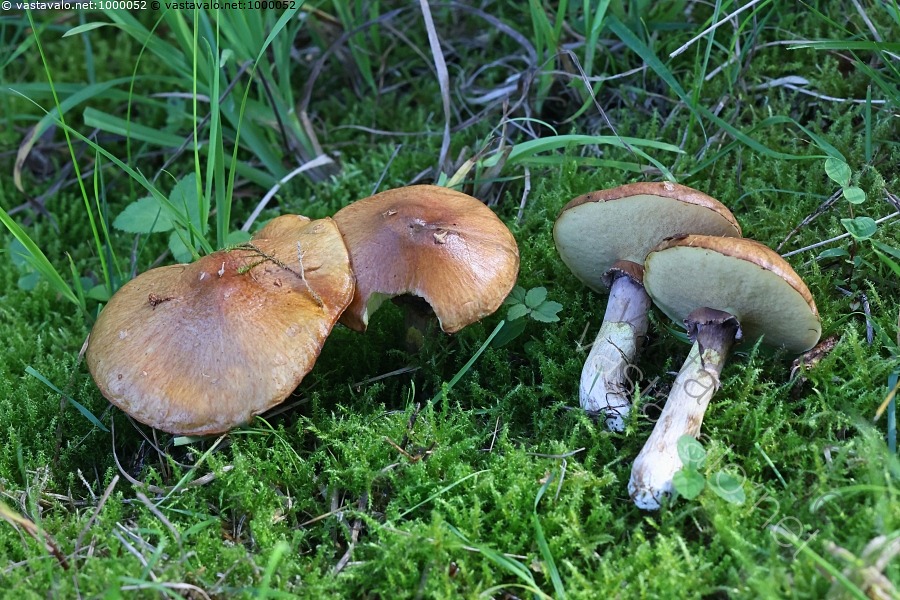kuva-voitatti-suillus-luteus-ruokasieni-tatti-suillus-luteus