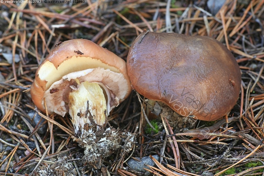 kuva-suillus-luteus-voitatti-ruokasieni-tatti-suillus-luteus