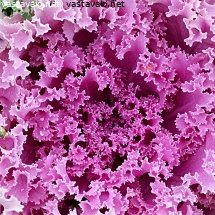 lehtikaali-koristekaali-brassica-oleracea