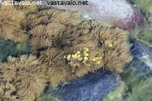 lettiruskoleva-pylaiella-littoralis-tukahduttaa-rakkolevan
