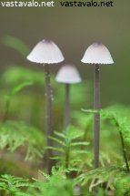 maitohiippo-mycena-galopus