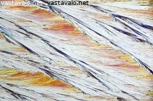 aaltoileva-meri