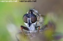 petokarpanen-tolmerus-atricapillus