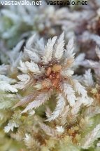 kuva-heterahkasammal-heterahkasammal-sphagnum-warnstorfii