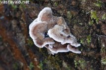 purppuranahakka-torjuu-vesakon-biologisesti