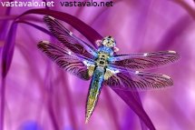 ruskohukka108062020porniemivalmisnega.jpg