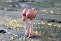 hurmehiippo-mycena-haematopus