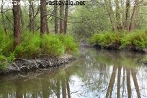 valkopajuangervo-haitallinen-vieraslaji
