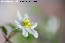 valkovuokko