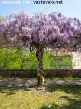 pyhiinvaelluskaupungin-upea-jakaranda