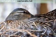 hautova-sinisorsa