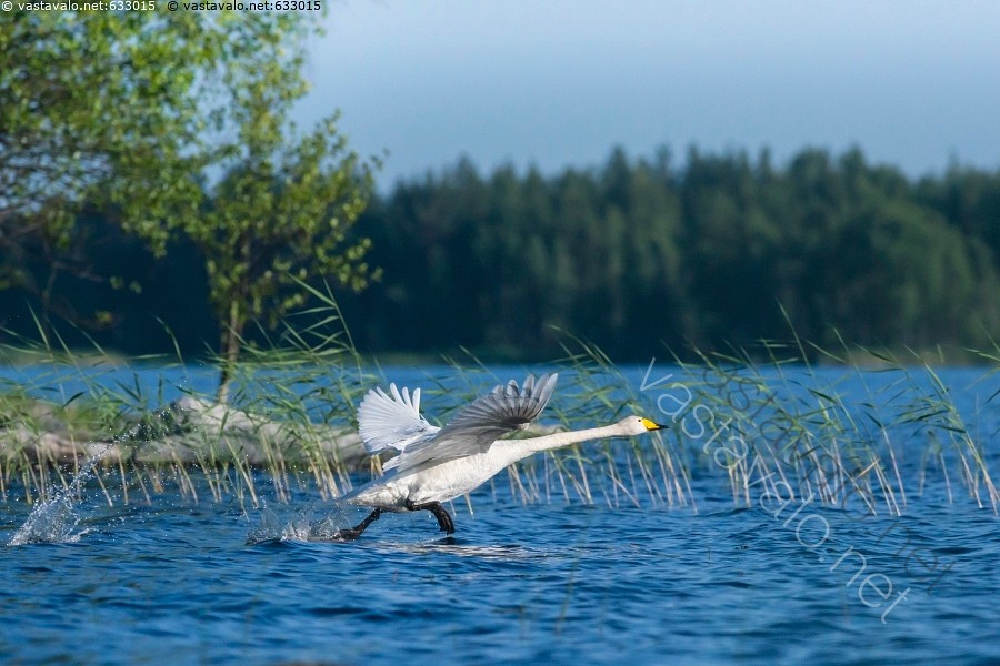 Kuvahaun tulos haulle lintu juoksee veden päällä