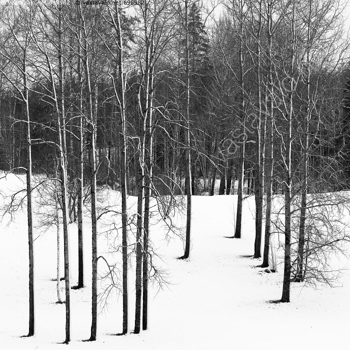 Haapa Runko Kuva: Haapojen rungot - graafinen haapa haavat pelkistetty puu runko ...