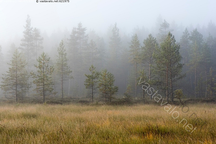 kuva-siikaneva-sumussa-aamu-aamuvalo-aikainen-havupuu-hein-hein-t