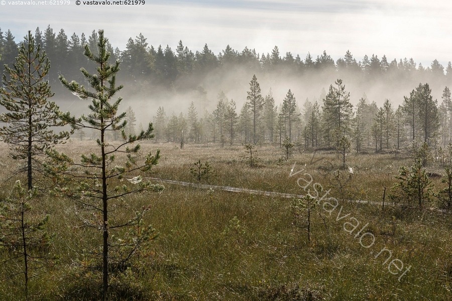 kuva-sumuinen-aamu-suolla-aamu-aamuvalo-aikainen-havupuu-heijastus