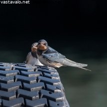 kaksi-haarapaaskya-uton-satamassa