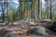 valkeisensarkat