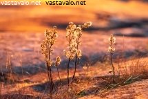 auringonlaskun-hehku-kasveissa