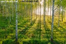 auringonnousu-koivikossa