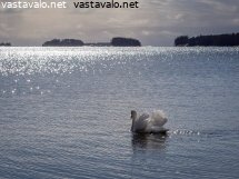 joutsen-varuillaan