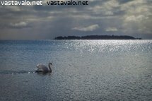 yksinainen-joutsen