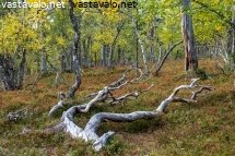 kiertynyt-oksa