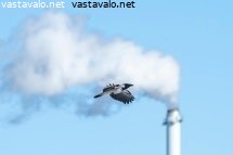 ilmastonmuutos-ja-elaimet