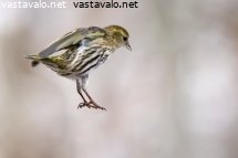 vihervarpunen-laskeutumassa