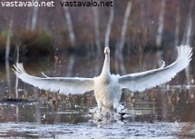 laulujoutsen-laskeutuu-tulvalammelle