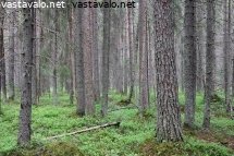 varttunutta-havumetsaa