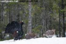 Iso Booty perse vapaa porno videot