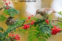 punakylkirastas-ja-rakattirastas