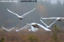 laulujoutsenten-lento-yopymissuolta
