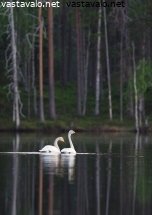 laulujoutsenpari-eramaajarvella
