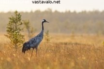 kurki-suolla-syysaamuna