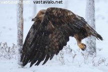 maakotka