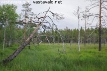 kiimingin-lettosoiden-suojelualue