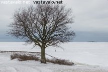 puu-ja-jainen-meri