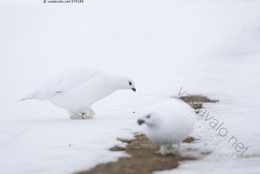Kuva: Riekot - riekko riekot kanalintu metsäkana talvi talvipuku lumi ...