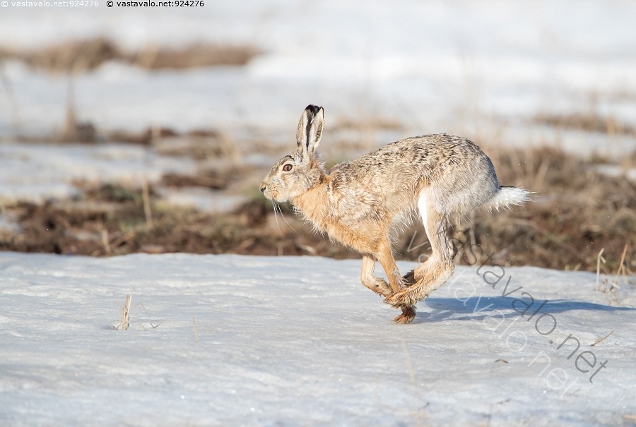 kuva-rusakko-rusakko-lepus-europaeus-peltoj-nis-j-nis-el-in-el-imet