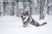 jamtlanninpystykorva